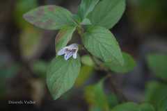 Dyschoriste dalzelii